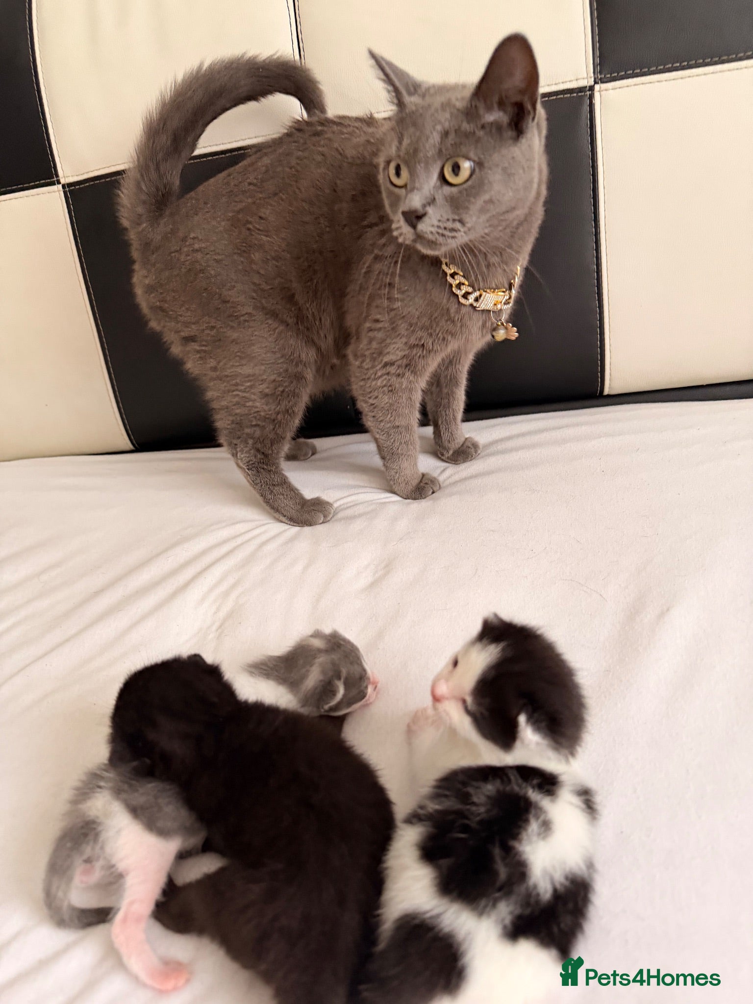 British Shorthair cats Cats British shorthair  - Advert 1