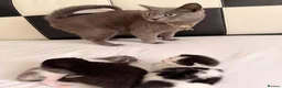 British Shorthair cats for sale: Cats British shorthair  in Luton - Advert 1