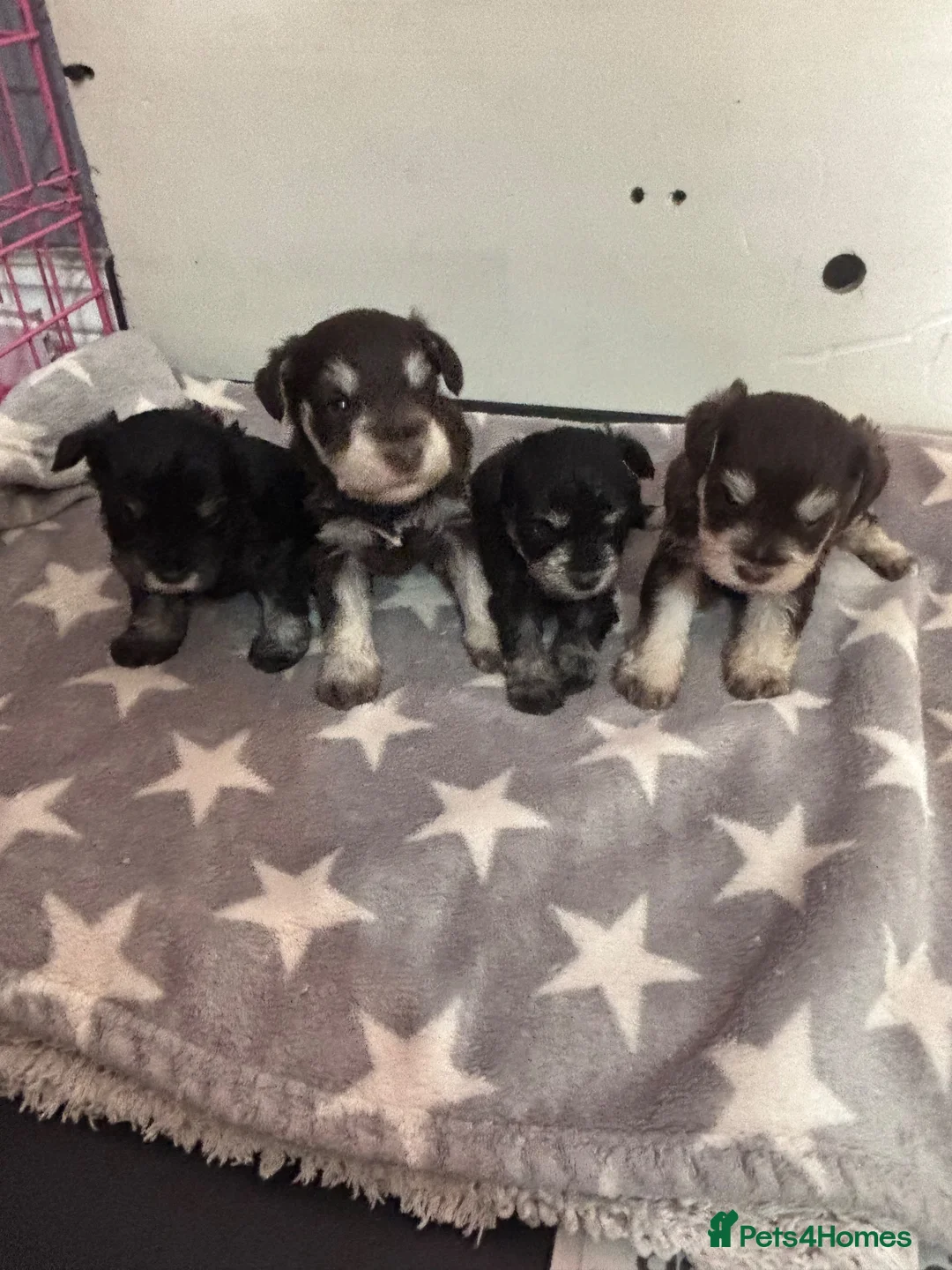 Miniature Schnauzer dogs for sale: stunning, beautiful miniature Schnauzer Puppies - Advert 10