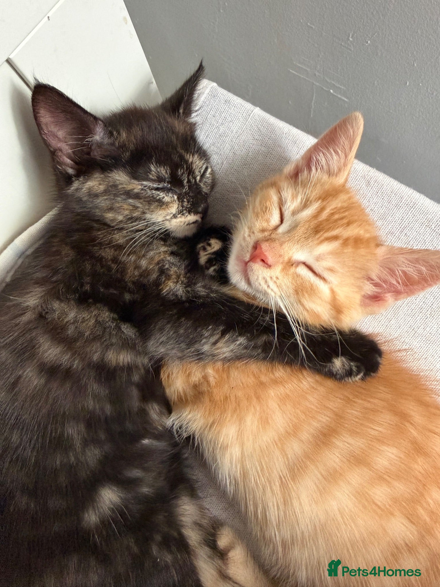 Mixed Breed cats Beautiful kittens for sale!  - Advert 4