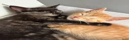 Mixed Breed cats for sale: Beautiful kittens for sale!  - Advert 1