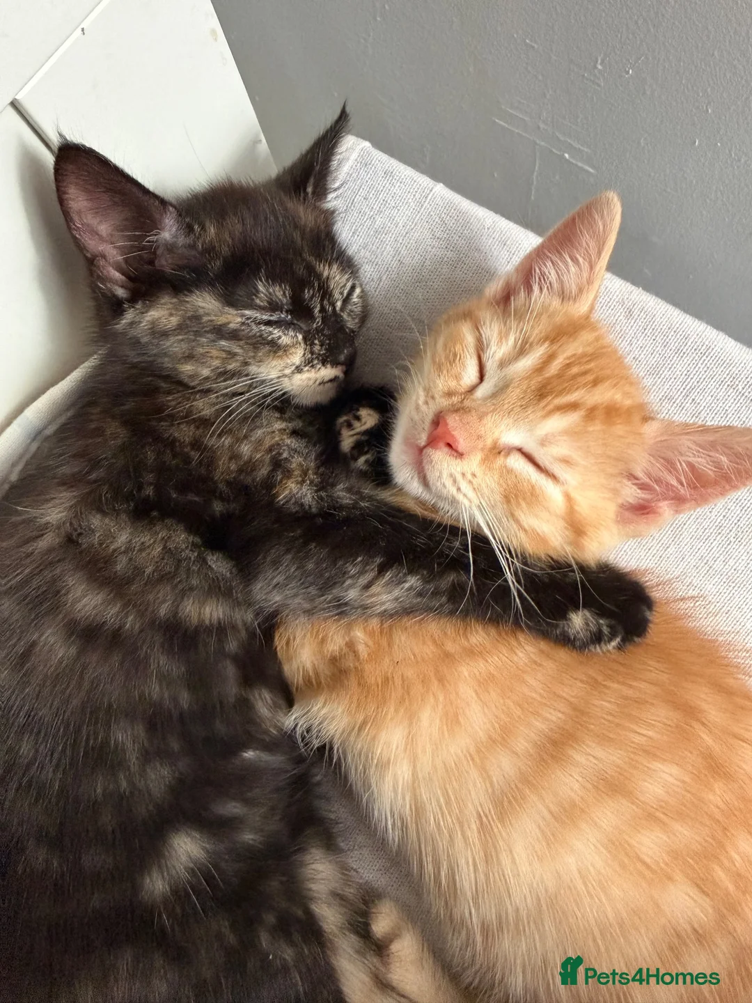 Mixed Breed cats for sale: Beautiful kittens for sale!  - Advert 1