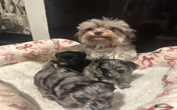 Maltipoo dogs for sale: Maltipoo rare merle colours  - Image 7