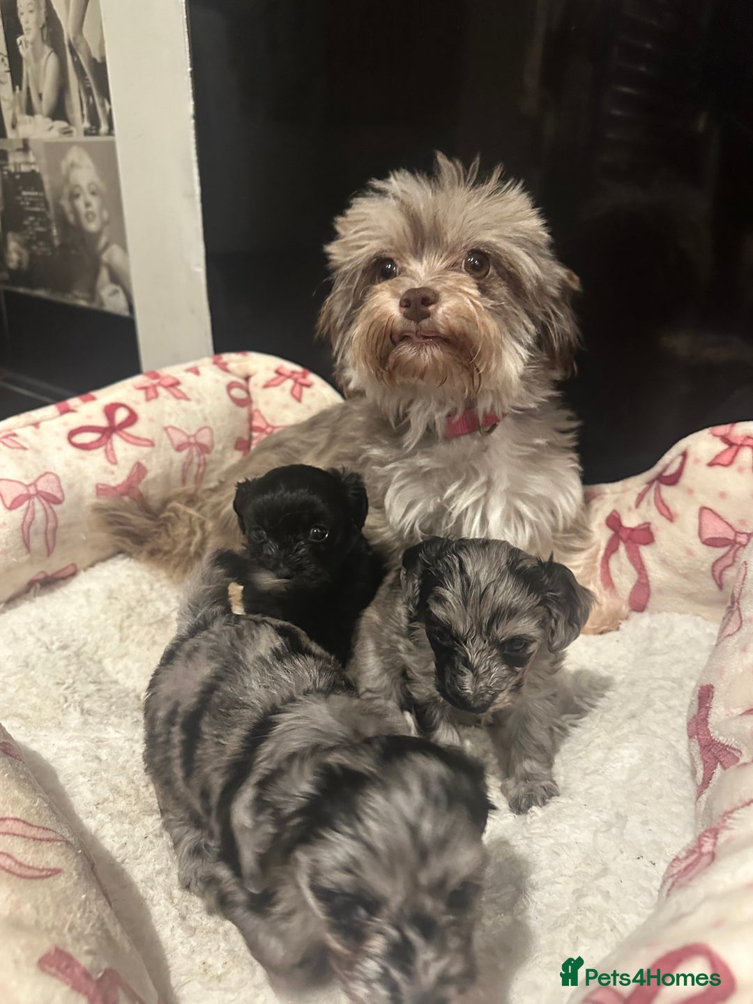Maltipoo dogs for sale: Maltipoo rare merle colours  - Image 7