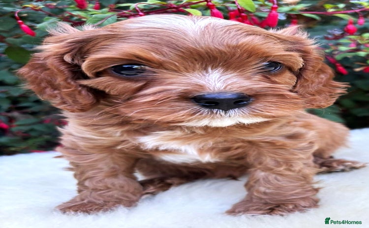 Cavapoo dogs - Advert 7