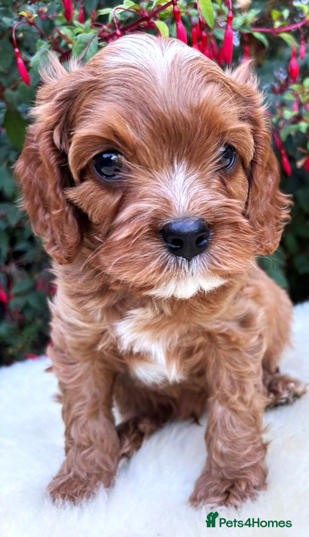 Cavapoo dogs for sale: Rare Miniature F1 Cavapoo Quality Puppies - Image 9