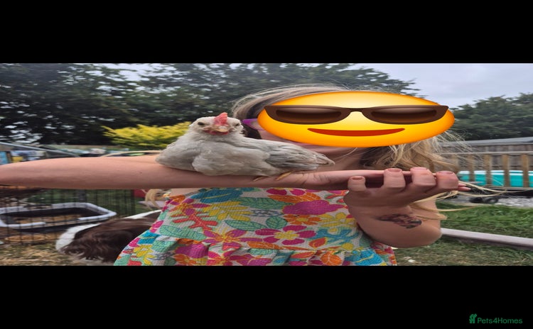 Chickens poultry - Advert 1