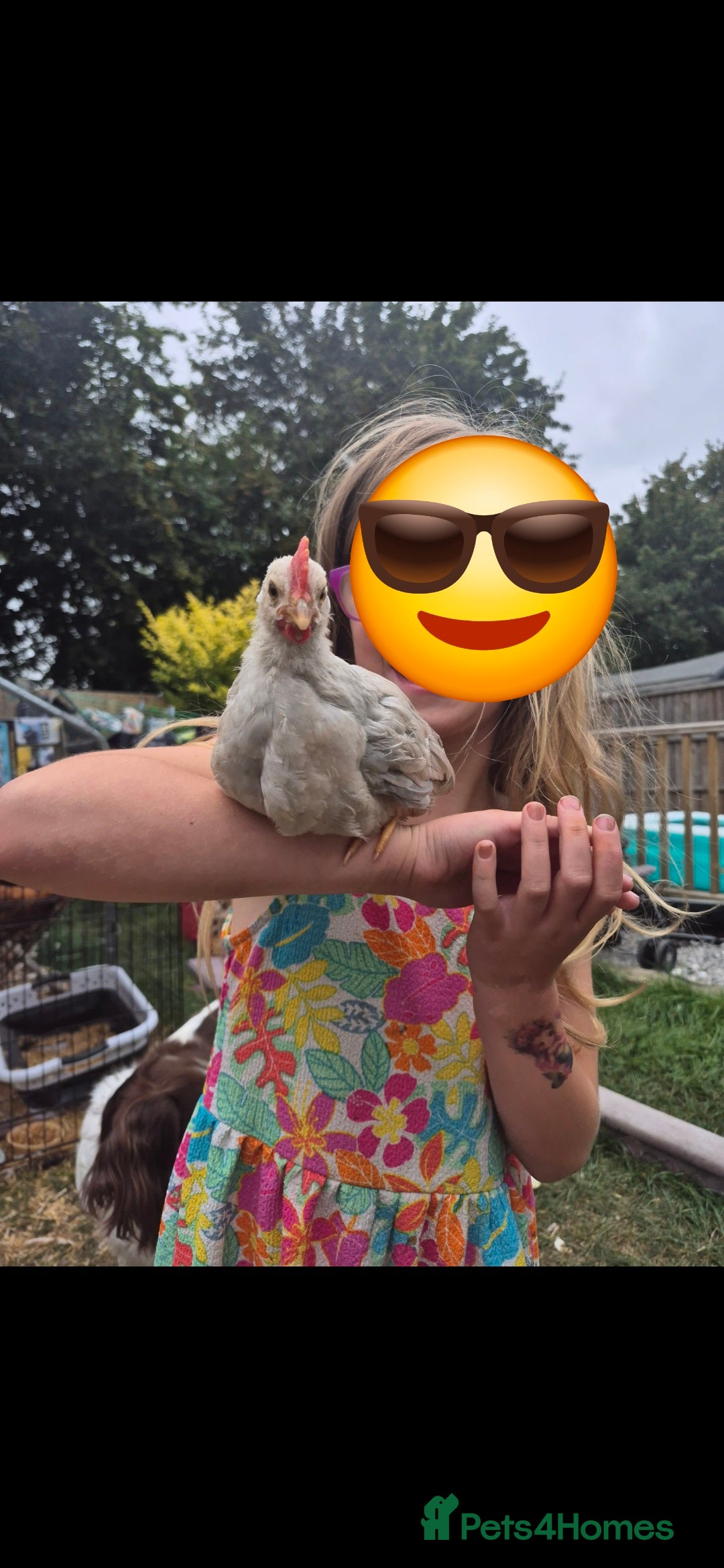 Chickens poultry for sale: Isabella leghorn cockerel - Image 1