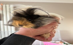 Guinea Pig rodents for sale: 3 female guinea pigs - Image 3