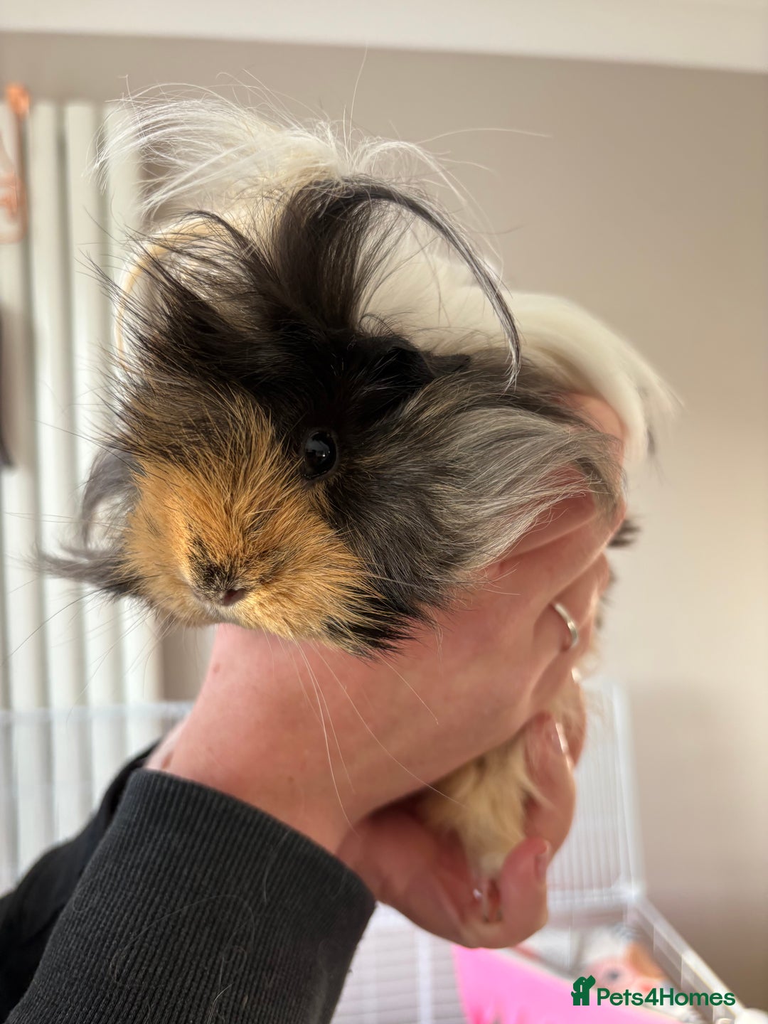 Guinea Pig rodents for sale: 3 female guinea pigs - Image 3