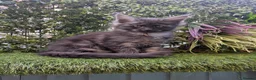 Maine Coon cats for sale: Beautiful Maine coon babies  - Advert 5