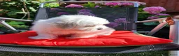 Bichon Frise dogs for sale: Bichon maltese for sale - Advert 5
