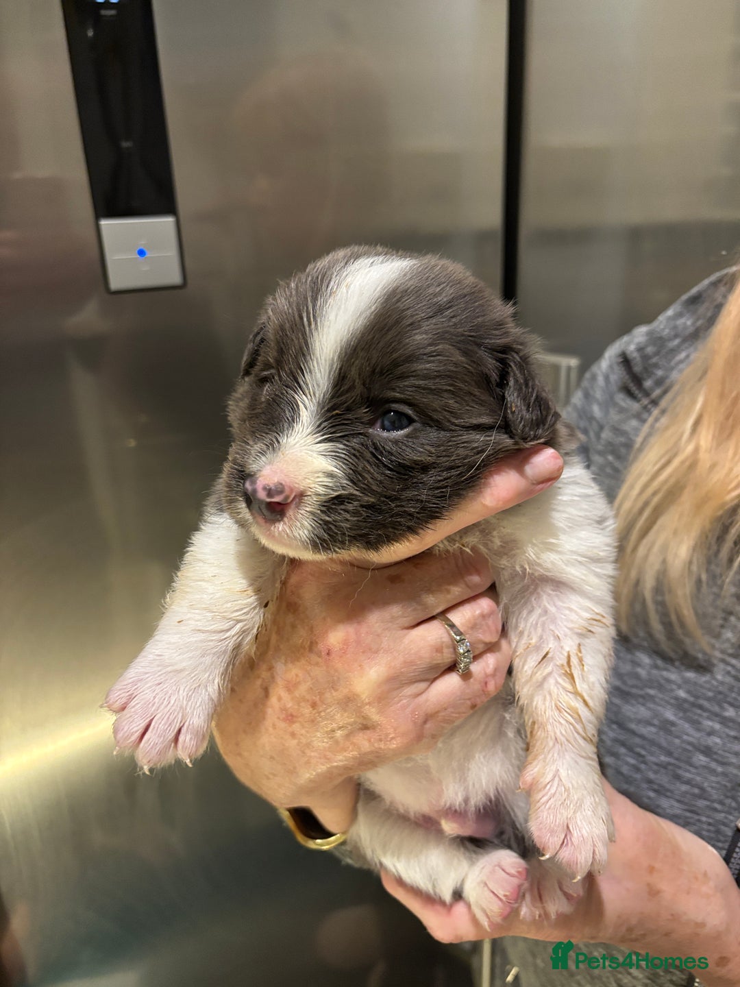 Border Collie dogs for sale:  One Blue & White Boy Available - Advert 31