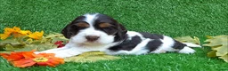 Cocker Spaniel dogs for stud: Show cocker spaniel proven stud - Advert 13