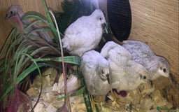 Quail poultry for sale: QUAILS EGGS/CHINESE PAINTED BUTTONS ! - Image 10