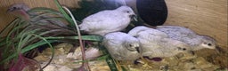Quail poultry for sale: QUAILS EGGS/CHINESE PAINTED BUTTONS ! - Advert 10