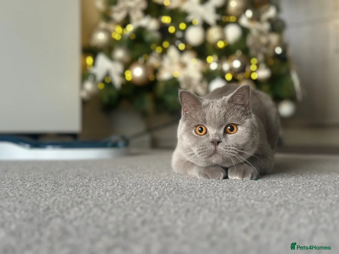 British Shorthair cats for sale: British blue  - Advert 8
