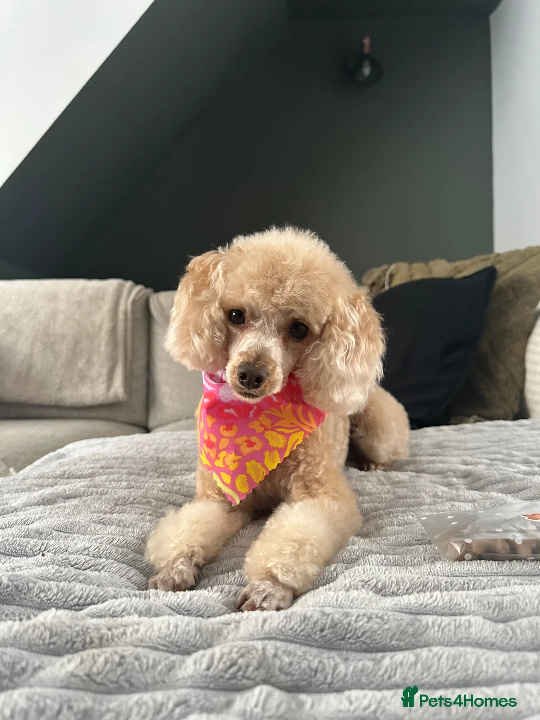 Toy Poodle dogs for sale: Gorgeous, healthy KC toy poodles  - Advert 1