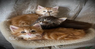 Maine Coon cats - Advert 10