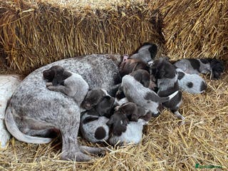 Mixed Breed dogs German pointer griffen pointer cross - Advert 5