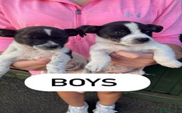 Jack Russell dogs for sale: Jack Russell puppies  - Image 2