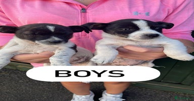 Jack Russell dogs - Advert 2