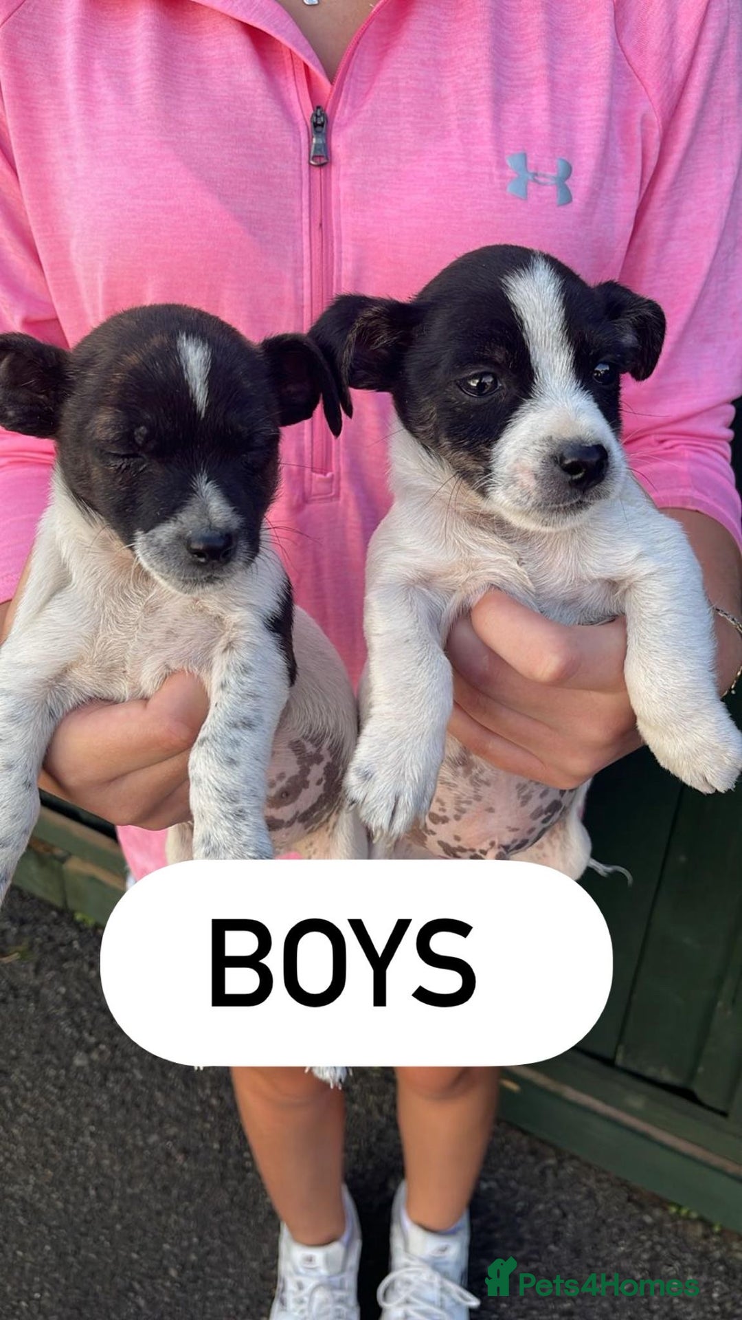 Jack Russell dogs for sale: Jack Russell puppies  - Image 2