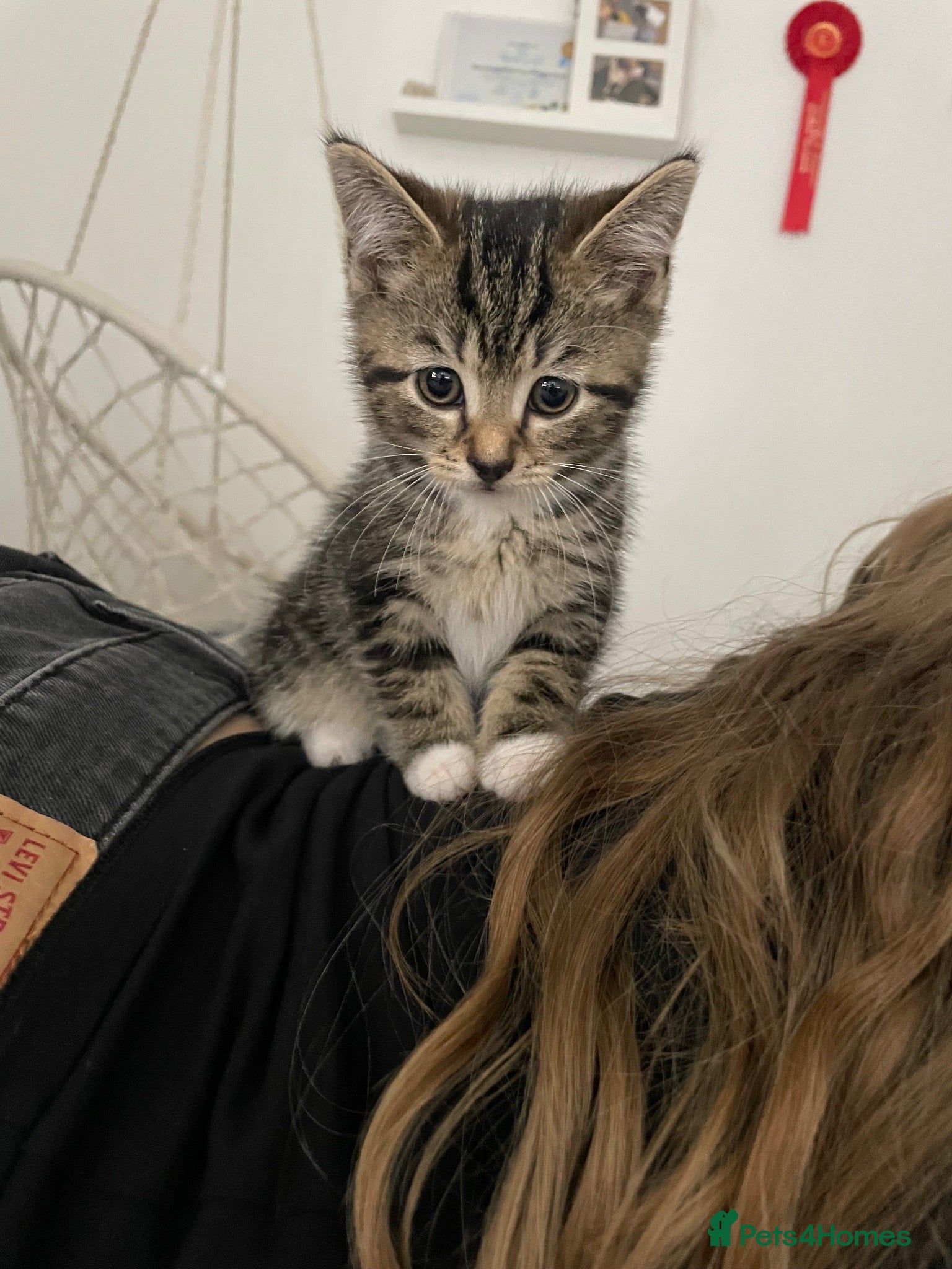 Mixed Breed cats Kitten for sale - Advert 15
