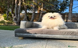 Pomeranian dogs for sale: White and Orange Pomeranian Boys in London - Image 5