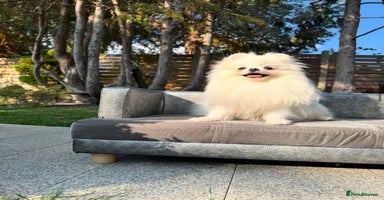Pomeranian dogs in London - Advert 10