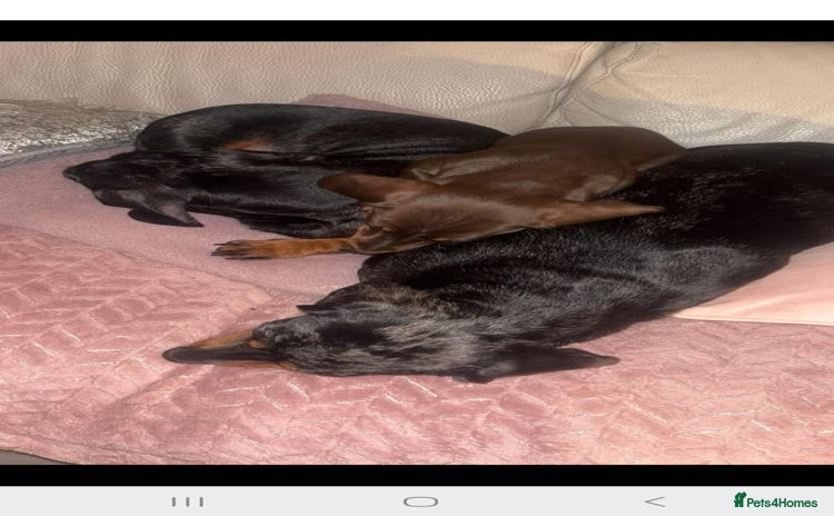 Dachshund dogs Miniature Dashound  - Advert 1