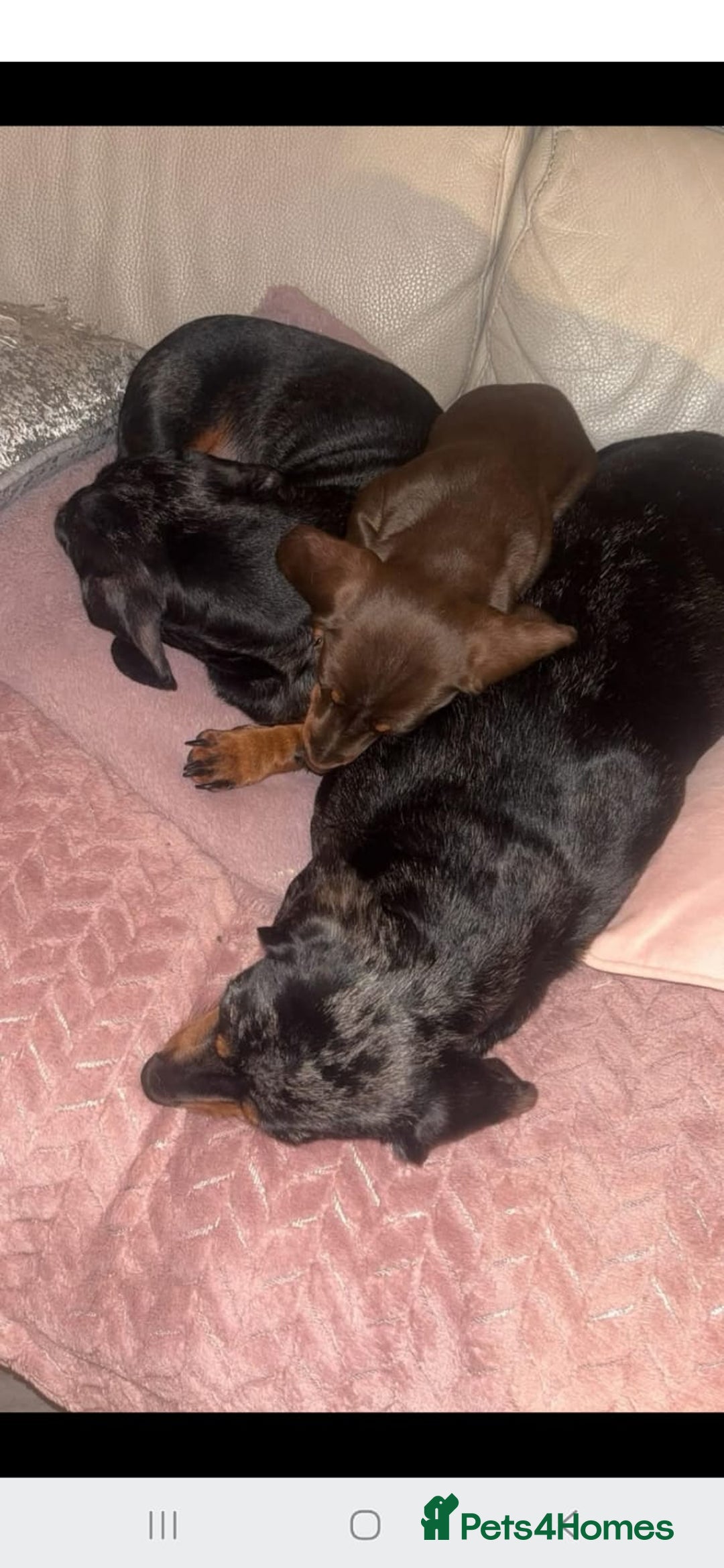 Dachshund dogs for sale: Miniature Dashound  - Advert 1