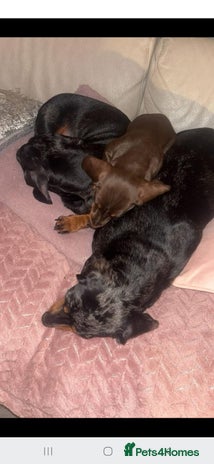 Dachshund dogs Miniature Dashound - Advert 1