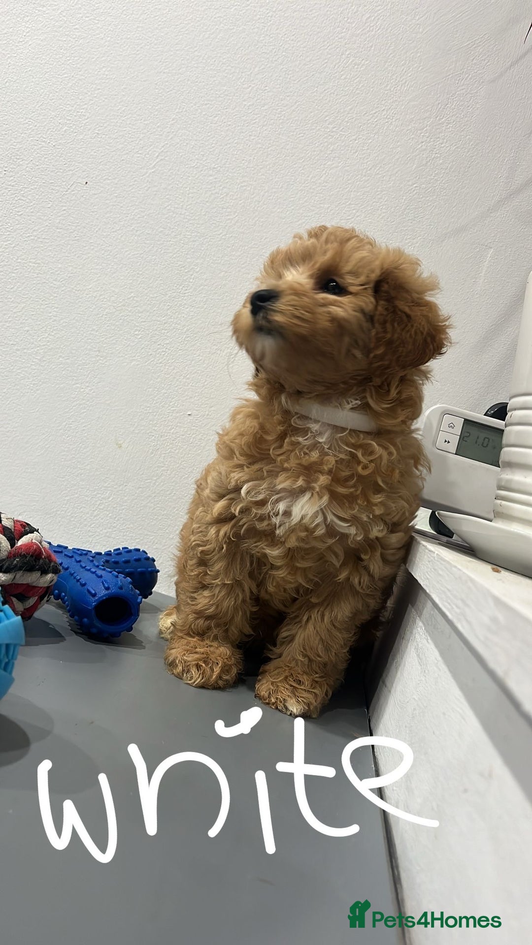 Coton De Tulear dogs for sale: Cotonoodle - Image 2