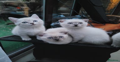 Scottish Fold cats - Advert 14