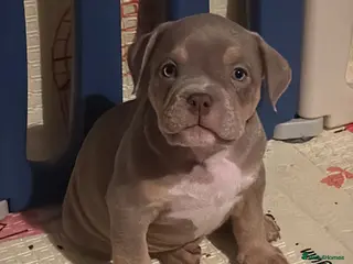 American Bully dogs Ready now pocket bully pups ABKC - Advert 2