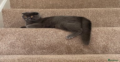 British Shorthair cats - Advert 12