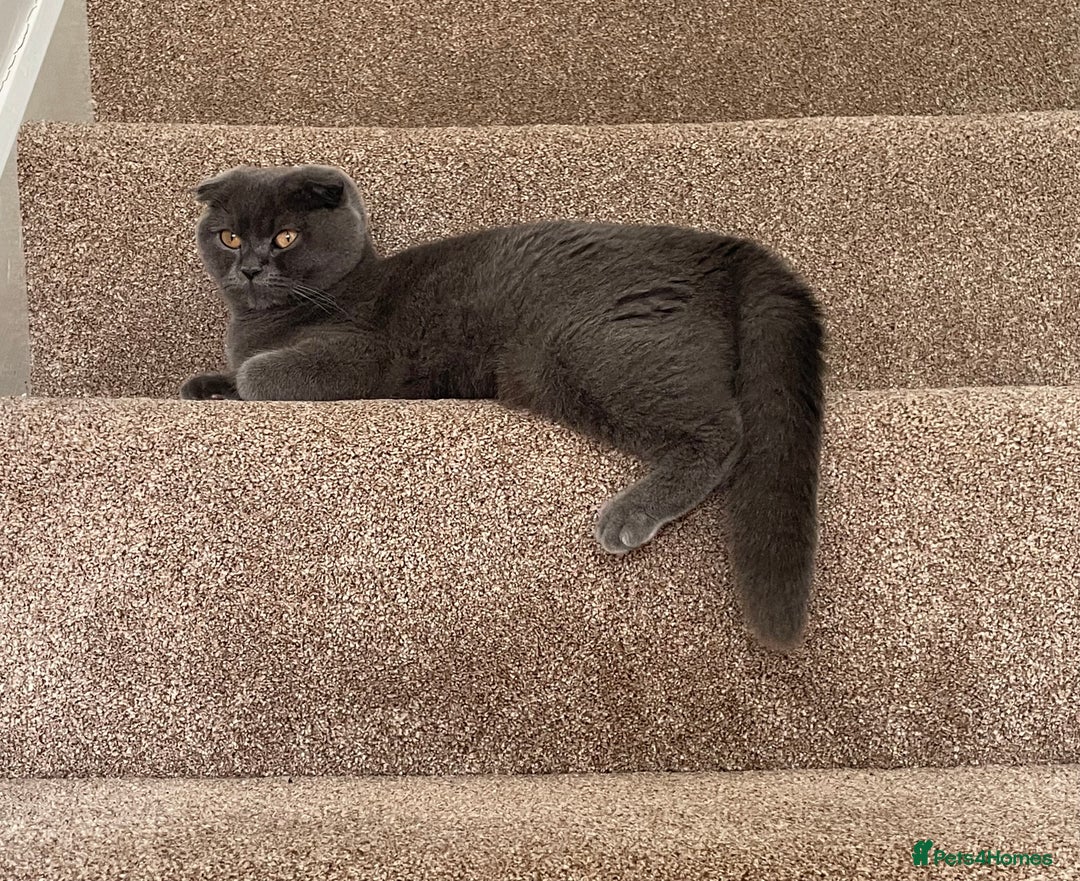 British Shorthair cats for sale: British shorthair/longhair kittens - Image 2