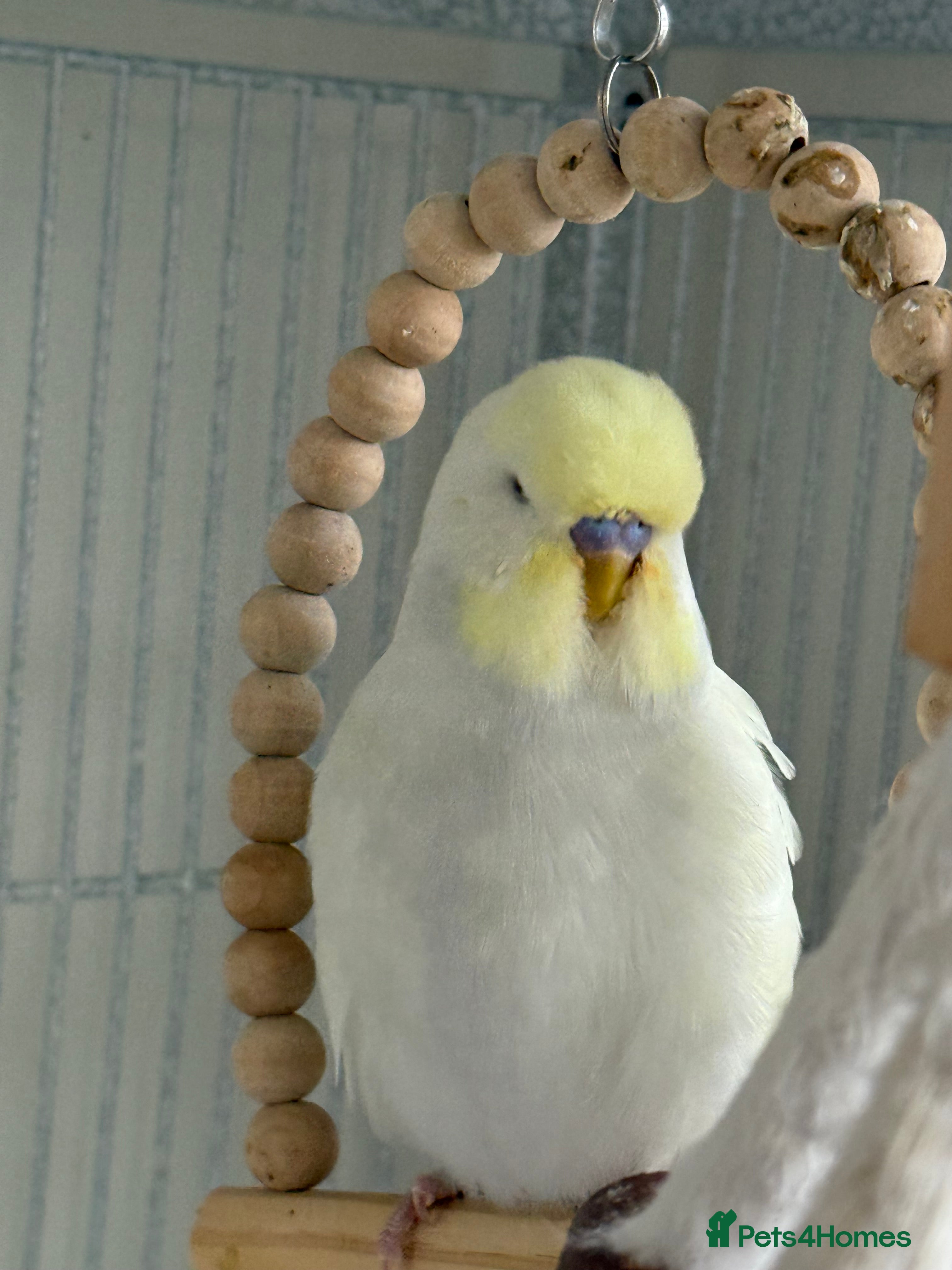 Budgerigars birds Young Budgies - Advert 1