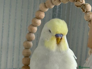 Budgerigars birds Young Budgies - Advert 6