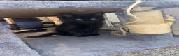 Mixed Breed cats for sale: Beautiful Kittens Looking for Their Forever Homes! - Advert 2