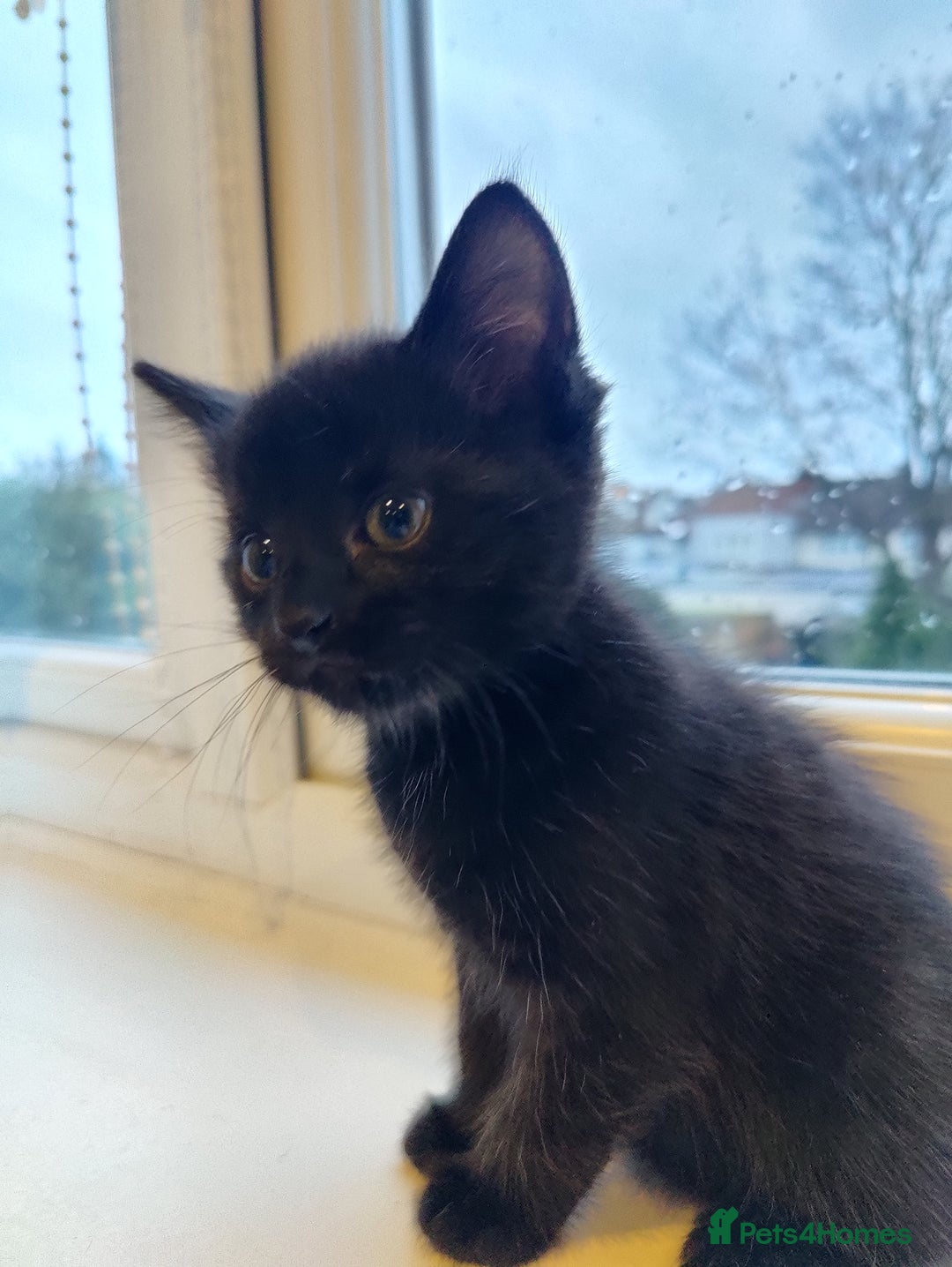 Mixed Breed cats for sale: 2 Beautiful Male Kittens, 1 Tabby and 1 Black - Advert 6