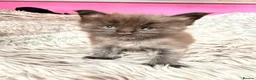 Maine Coon cats for sale: Giant Maine Coon male kittens TICA - Advert 5