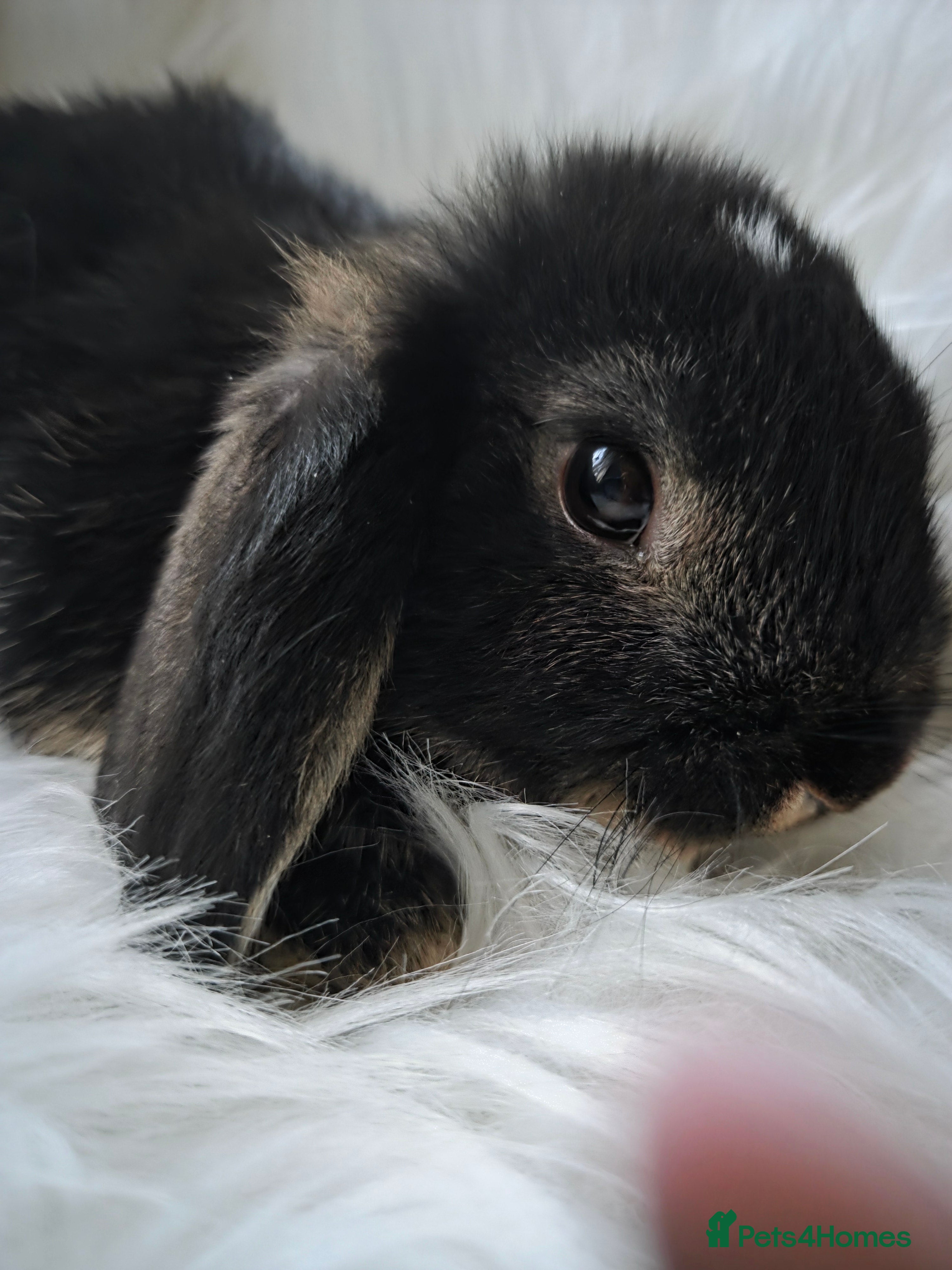 Mini Lop rabbits Beautiful mini lops - Advert 15