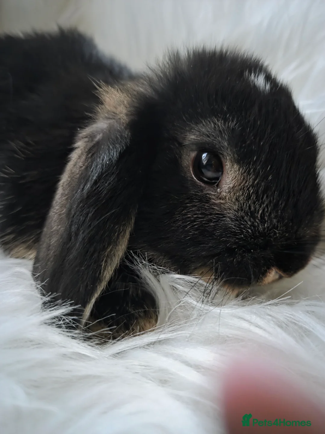 Mini Lop rabbits for sale: Beautiful mini lops - Advert 1
