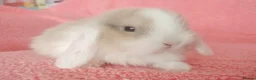 Mini Lop rabbits for sale: Baby mini lops for sale  - Advert 6