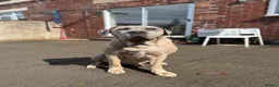 Cane Corso dogs for sale: Merle chunky Cane Corso X Bandogge puppies  - Advert 9