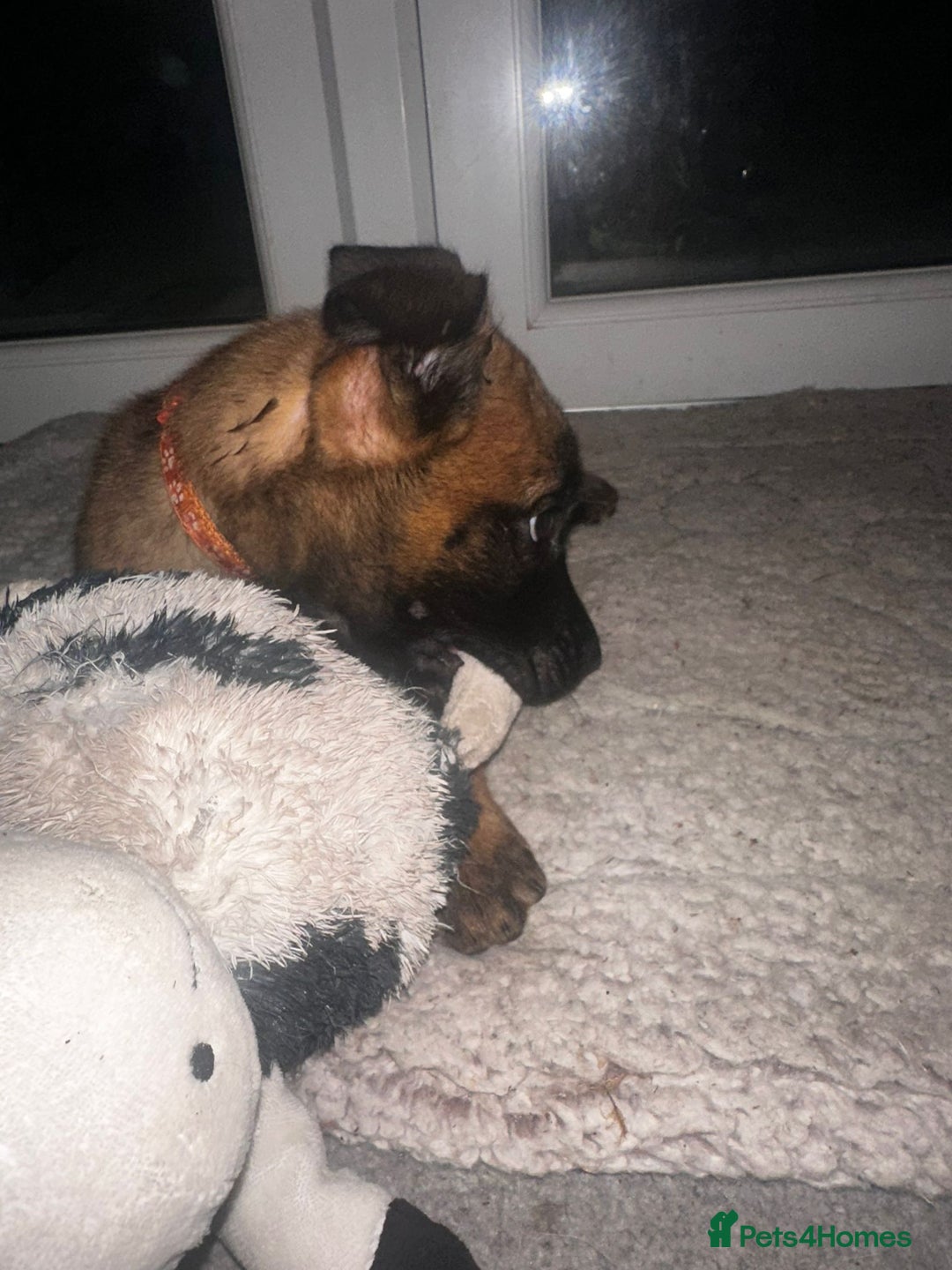 Belgian Shepherd Dog dogs for sale: Belgian Melinous pups ready for homes - Image 9