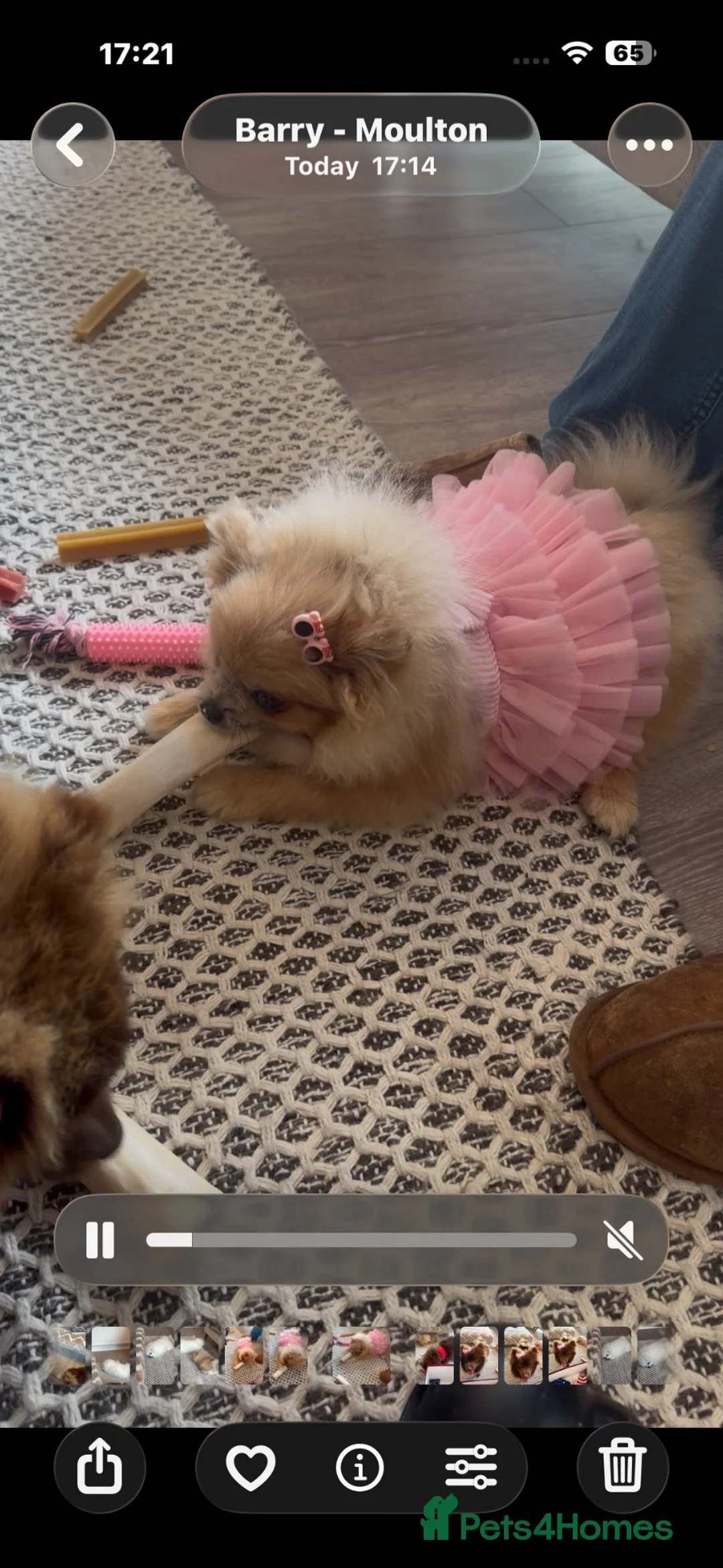 Pomeranian dogs for sale: Stunning Merle Blue Eyes Pomeranian  - Advert 2