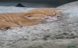 Mixed Breed cats for sale: Beautiful kittens for sale - Image 11